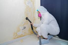 Why You Should Choose Our Mold Remediation Services in Quail Creek, TX